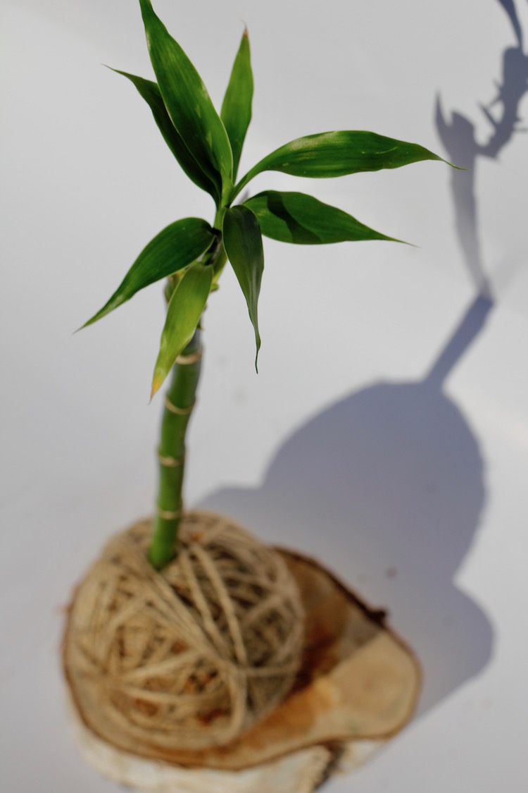 Speciality Kokedama (Lucky Bamboo) - Koke & Twine